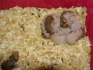 Itt már kéthetesek